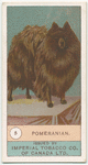 Pomeranian.