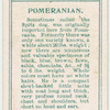 Pomeranian.