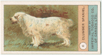 Coumber Spaniel.