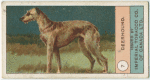 Deerhound.