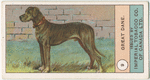 Great Dane.