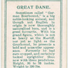 Great Dane.