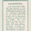 Dachshund.