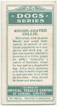 Rough-coated Collie.
