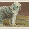 Old English Sheep-dog.
