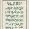 Old English Sheep-dog.