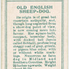 Old English Sheep-dog.