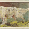 English Setter.