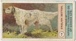 English Setter.
