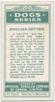 English Setter.