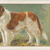 St. Bernard.