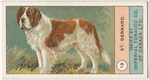 St. Bernard.