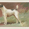 Smooth Fox Terrier.