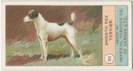 Smooth Fox Terrier.