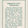 Smooth Fox Terrier.