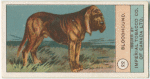 Bloodhound.