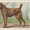 Irish Terrier.
