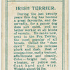 Irish Terrier.