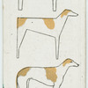 The greyhound.