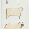 The sheep.