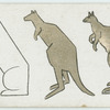 The kangaroo.