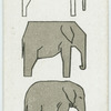 The elephant.