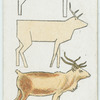 The reindeer.