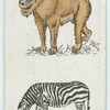 Mardrill and zebra.