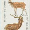 Fallow deer.