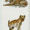 Leopard and spotted hyena.