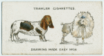 Basset-hound and French Poodle.