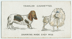 Basset-hound and French Poodle.