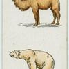 Bactrian camel and polar bear.