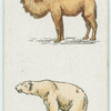 Bactrian camel and polar bear.