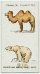 Bactrian camel and polar bear.