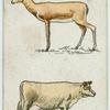 Gazelle and Jersey cow.