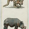 Kangaroo and rhinoceros.