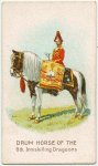 Drum horse of the 6th, Inniskilling Dragoons.