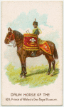 Drum horse of the 10th, Prince of Wales's Own Hussars.