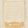 Black Moor Hen.