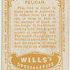 Pelican.