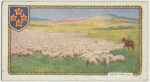 Sheep farming.