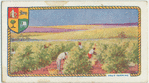 Fruit farming.