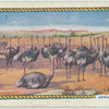 Ostrich farming.