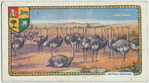 Ostrich farming.