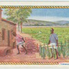 Tobacco growing.