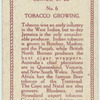 Tobacco growing.