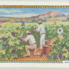 Wine growing.