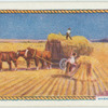 Wheat growing.