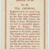 Tea growing.